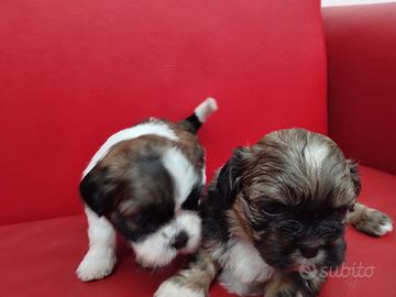 cuccioli di shihztu 