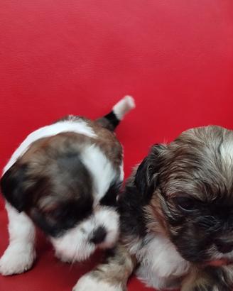 cuccioli di shihztu 