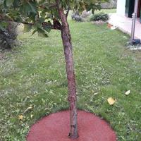 Anelli per piante e faretti per giardino