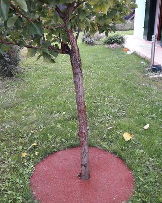 Anelli per piante e faretti per giardino