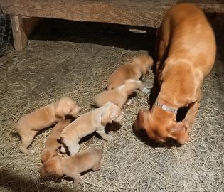 Cucciole Segugio Maremmano