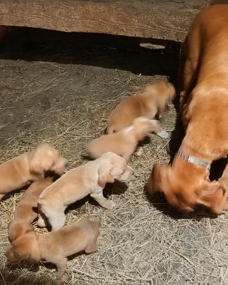 Cucciole Segugio Maremmano