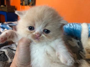 Gattino persiano bianco crema