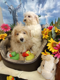 Due Cuccioli Due Maltipoo Maschietto e Femminuccia