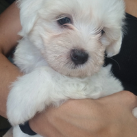 Cuccioli di Maltese