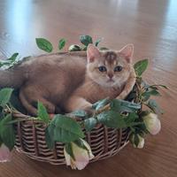 British shorthair super coccolosi