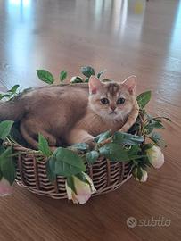 British shorthair super coccolosi