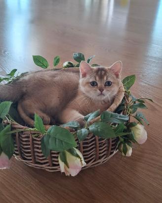 British shorthair super coccolosi