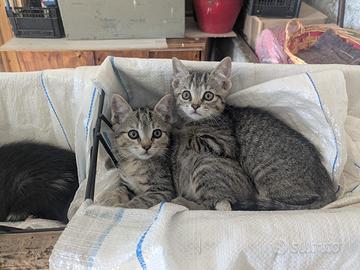 Due gattini maschi