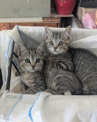 Due gattini maschi