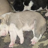 Cuccioli Alabai (Pastore dell' Asia Centrale)