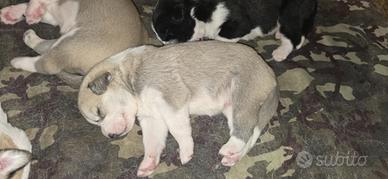 Cuccioli Alabai (Pastore dell' Asia Centrale)