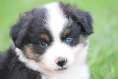 Miniature american shepherd