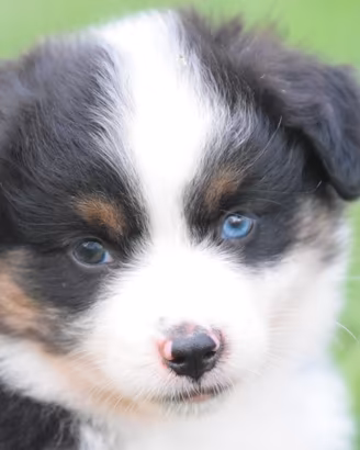 Miniature american shepherd