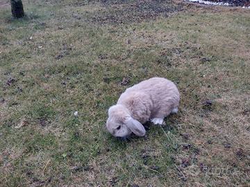 Coniglio ariete nano