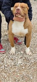American bully xxl
