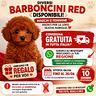 cuccioli-barboncino-red-consegna-gratuita