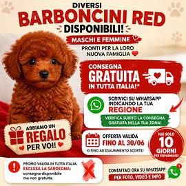 Cuccioli barboncino Red consegna gratuita