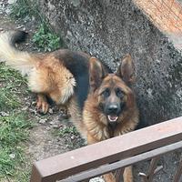 Pastore tedesco femmina 3 anni pedigree