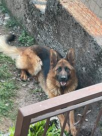 Pastore tedesco femmina 3 anni pedigree