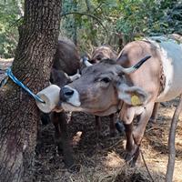 Vacca Bruna alpina Originale