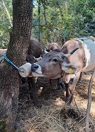 Vacca Bruna alpina Originale