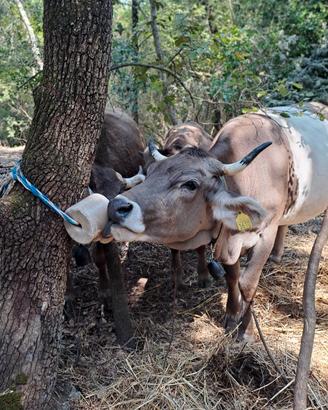 Vacca Bruna alpina Originale