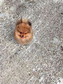 Spitz tedesco nano