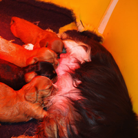 Cucciolo cavalier king