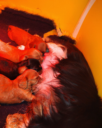 Cucciolo cavalier king