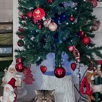 Cucciolata in arrivo di gatti Exotic shorthair