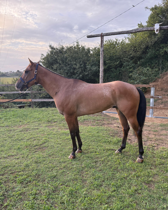 Cavallo appalosa
