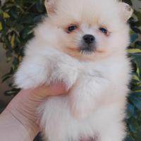 Spitz di pomerania nani tedeschi