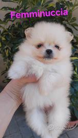 Spitz di pomerania nani tedeschi