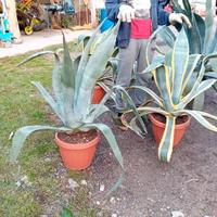 Agave variegata in vaso