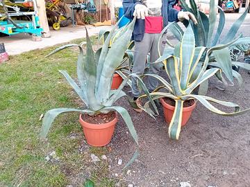 Agave variegata in vaso