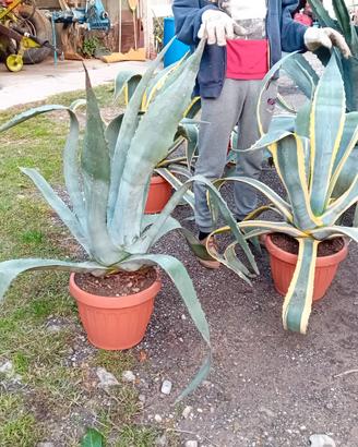 Agave variegata in vaso