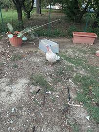 Galline e tacchino