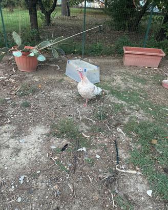 Galline e tacchino