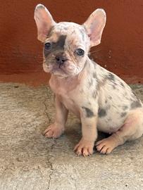 Bulldog francese