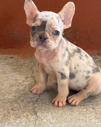 Bulldog francese