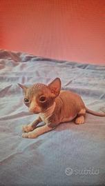 Cuccioli di Canadian Sphynx