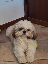 Accoppiamento maschio Shih Tzu