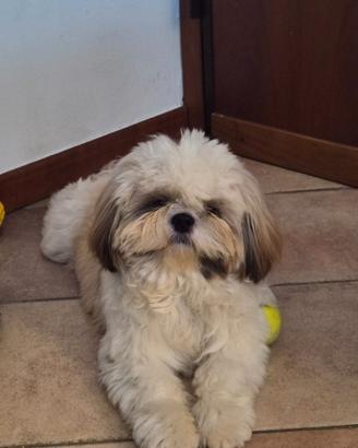 Accoppiamento maschio Shih Tzu