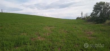 Terreno agricolo seminativo 22000 mq corpo unico