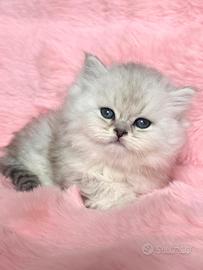 Cucciolo British Long Hair (Maschio)