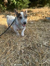 Cane taglia piccola