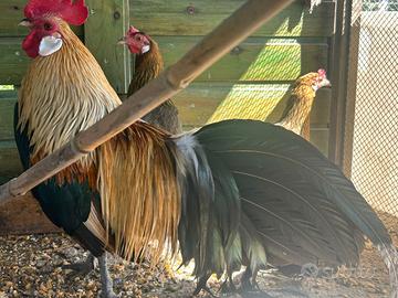 Galline