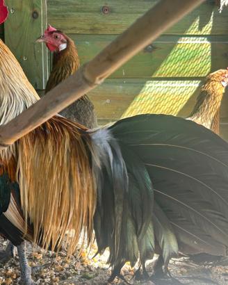 Galline