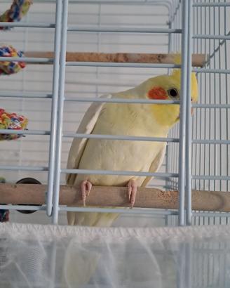Calopsita